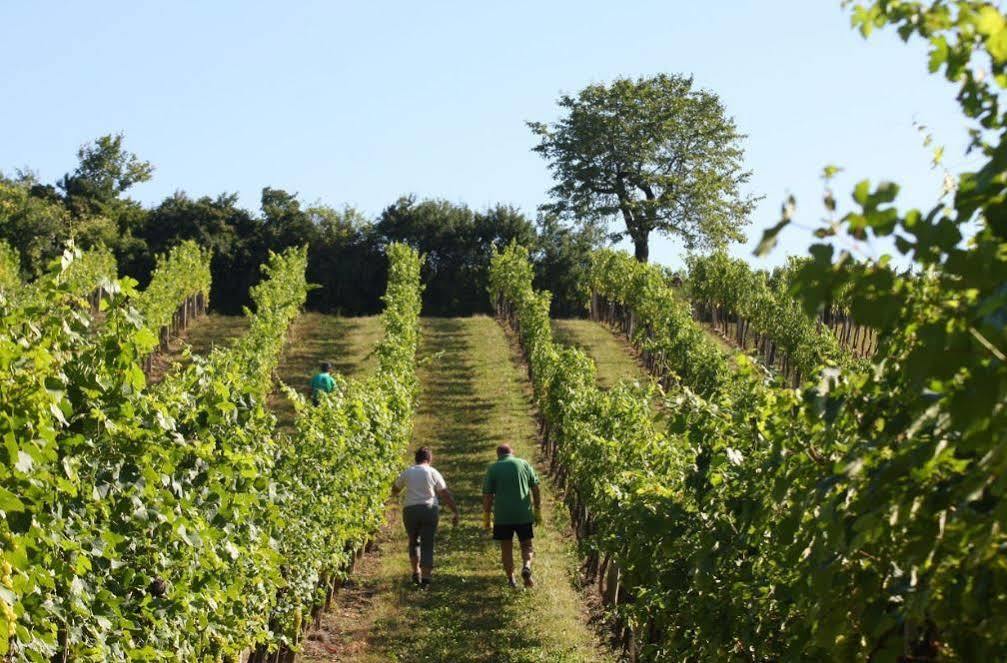 Winzerzimmer - Weingut Tinhof Eisenstadt Exterior foto