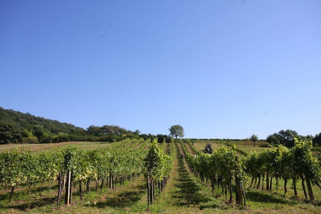 Winzerzimmer - Weingut Tinhof Eisenstadt Exterior foto
